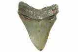Serrated, Fossil Megalodon Tooth - North Carolina #363713-1